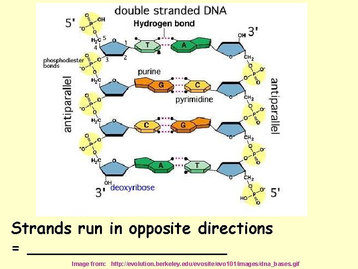 Strands run in opposite directions = __________ Image from: http: //evolution. berkeley. edu/evosite/evo 101/images/dna_bases.