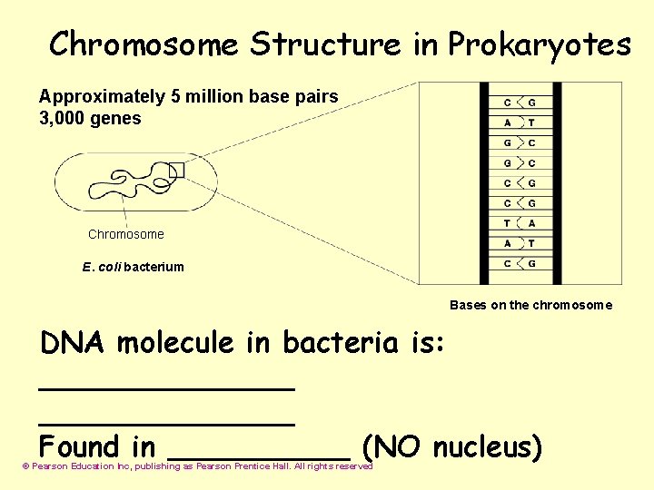 Chromosome Structure in Prokaryotes Approximately 5 million base pairs 3, 000 genes Chromosome E.