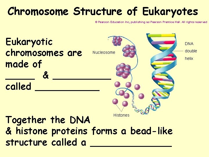 Chromosome Structure of Eukaryotes © Pearson Education Inc, publishing as Pearson Prentice Hall. All