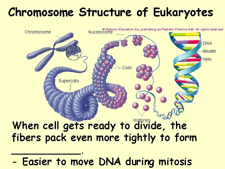 Chromosome Structure of Eukaryotes © Pearson Education Inc, publishing as Pearson Prentice Hall. All