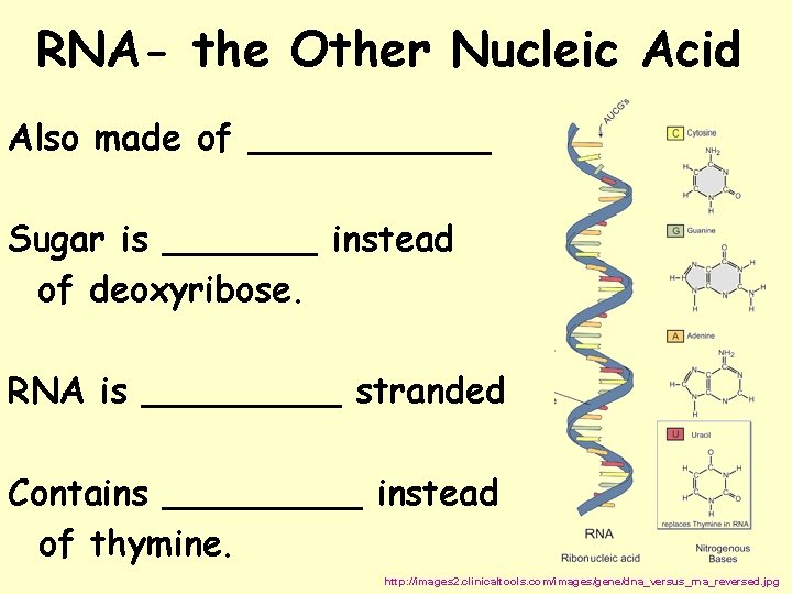 RNA- the Other Nucleic Acid Also made of ______ Sugar is _______ instead of