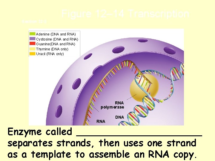 Section 12 -3 Figure 12– 14 Transcription Adenine (DNA and RNA) Cystosine (DNA and