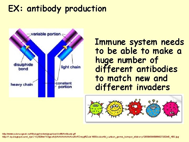 EX: antibody production Immune system needs to be able to make a huge number