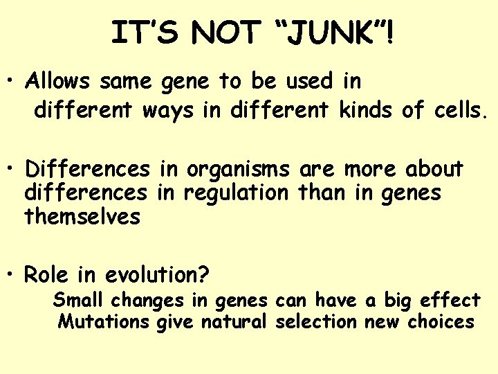 IT’S NOT “JUNK”! • Allows same gene to be used in different ways in