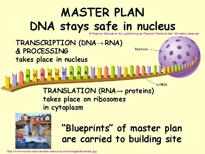 MASTER PLAN DNA stays safe in nucleus © Pearson Education Inc, publishing as Pearson