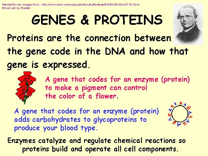 Mendel/flower images from: http: //www. emc. maricopa. edu/faculty/farabee/BIOBK/Bio. Book. TOC. html Blood cell by