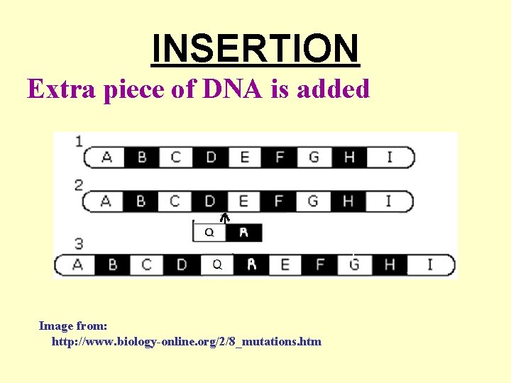 INSERTION Extra piece of DNA is added Image from: http: //www. biology-online. org/2/8_mutations. htm