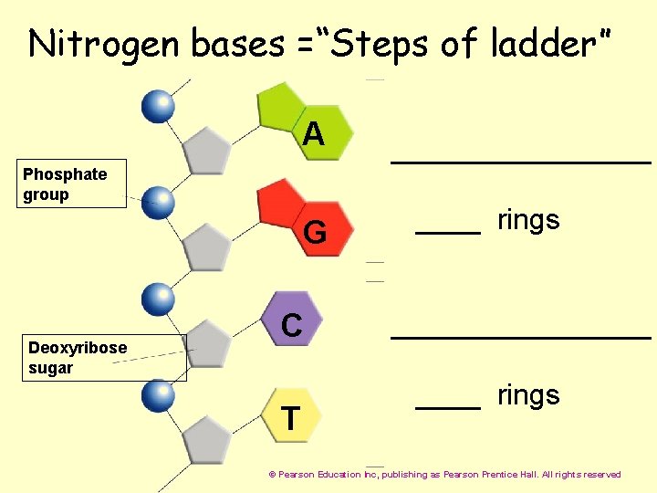 Nitrogen bases =“Steps of ladder” A Phosphate group G Deoxyribose sugar C T ________________