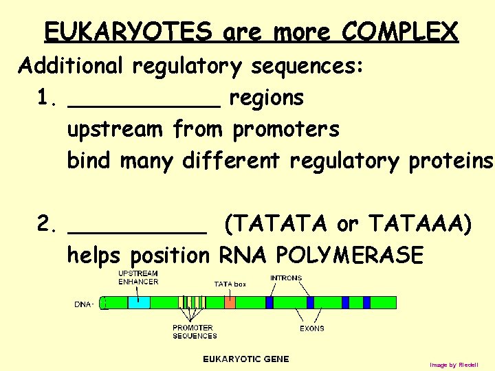 EUKARYOTES are more COMPLEX Additional regulatory sequences: 1. ______ regions upstream from promoters bind
