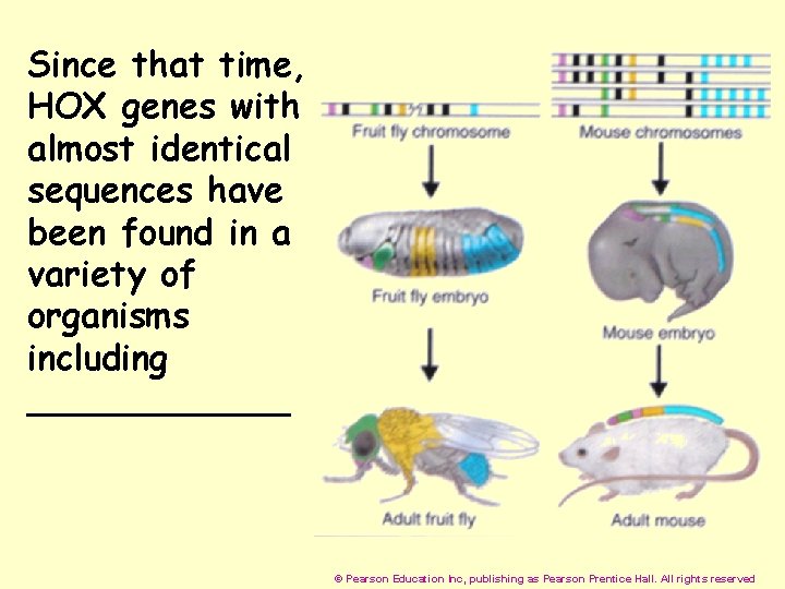 Since that time, HOX genes with almost identical sequences have been found in a