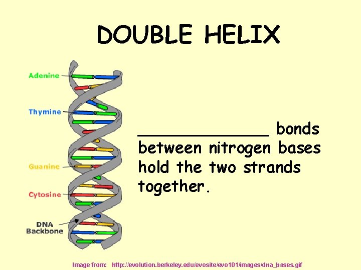 DOUBLE HELIX _______ bonds between nitrogen bases hold the two strands together. Image from: