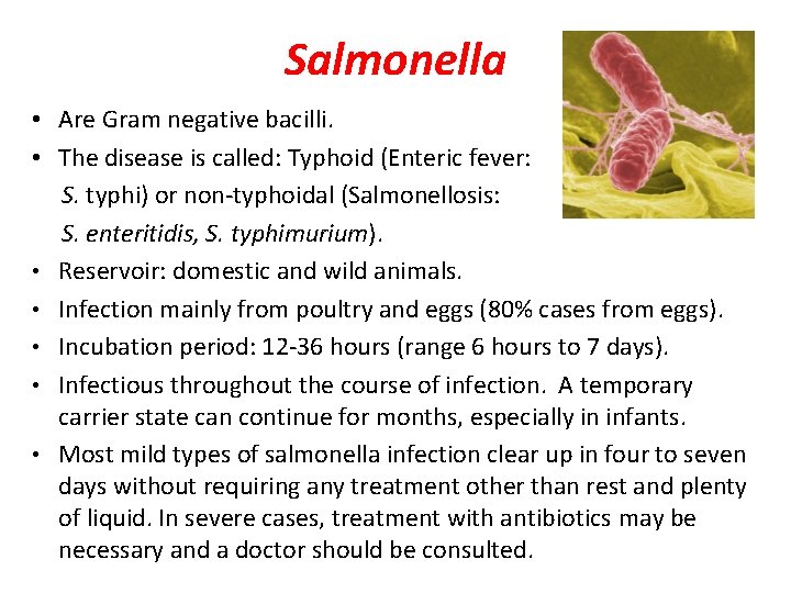 Salmonella • Are Gram negative bacilli. • The disease is called: Typhoid (Enteric fever: