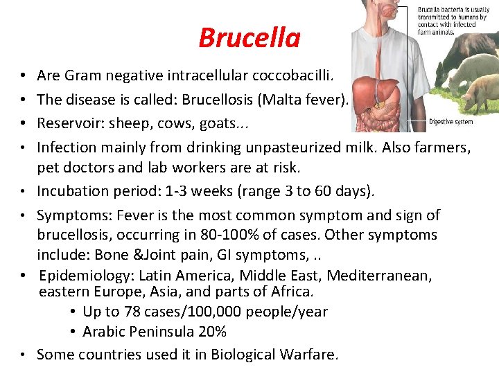 Brucella • Are Gram negative intracellular coccobacilli. • The disease is called: Brucellosis (Malta