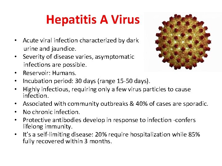 Hepatitis A Virus • Acute viral infection characterized by dark urine and jaundice. •