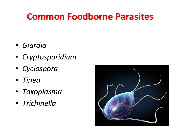 Common Foodborne Parasites • • • Giardia Cryptosporidium Cyclospora Tinea Toxoplasma Trichinella 