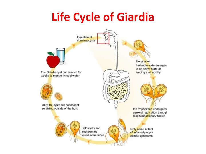 Life Cycle of Giardia 