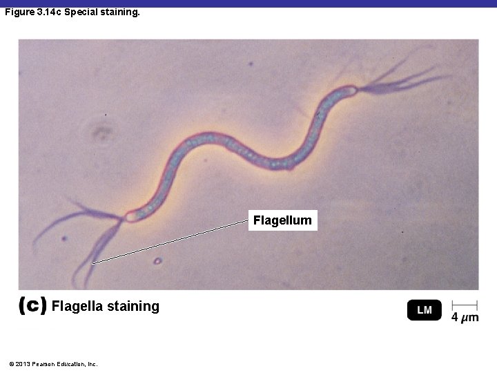 Figure 3. 14 c Special staining. Flagellum Flagella staining © 2013 Pearson Education, Inc.