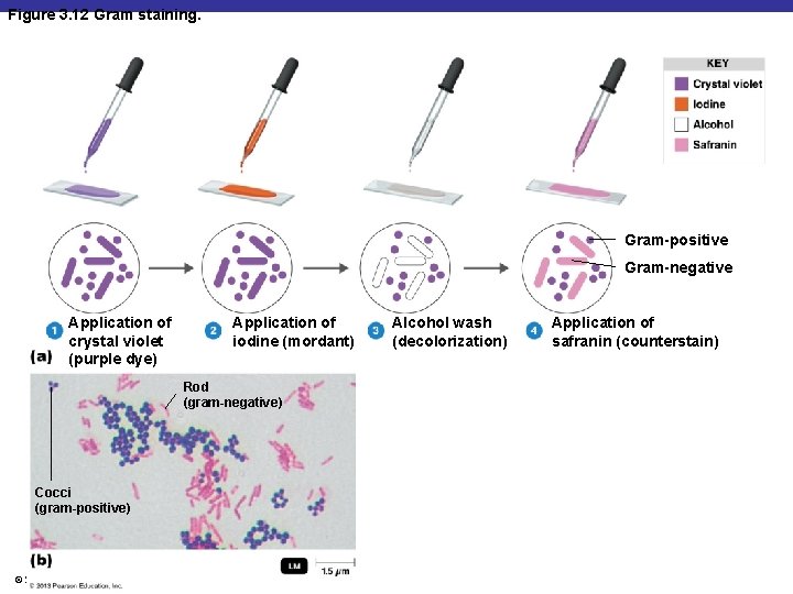 Figure 3. 12 Gram staining. Gram-positive Gram-negative Application of crystal violet (purple dye) Application