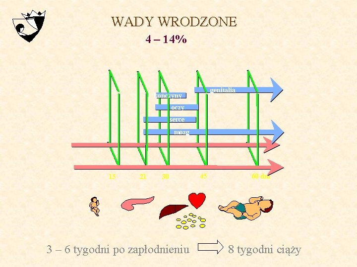 WADY WRODZONE 4 – 14% genitalia kończyny oczy serce mózg 15 21 30 3