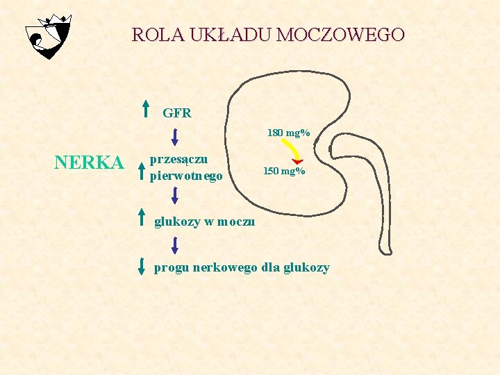 ROLA UKŁADU MOCZOWEGO GFR 180 mg% NERKA przesączu pierwotnego 150 mg% glukozy w moczu