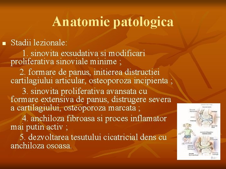 Anatomie patologica n Stadii lezionale: 1. sinovita exsudativa si modificari proliferativa sinoviale minime ;