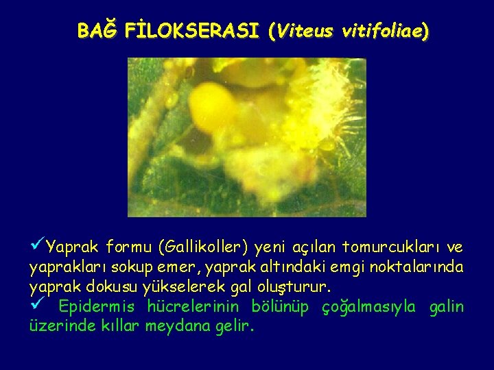 BAĞ FİLOKSERASI (Viteus vitifoliae) üYaprak formu (Gallikoller) yeni açılan tomurcukları ve yaprakları sokup emer,