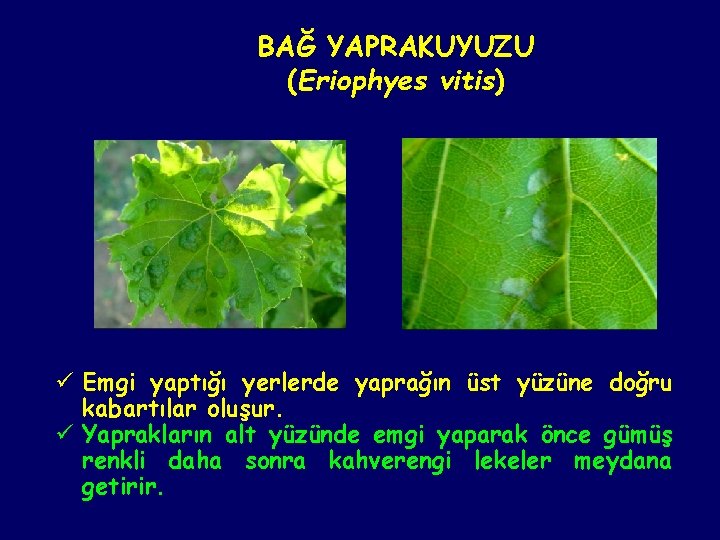 BAĞ YAPRAKUYUZU (Eriophyes vitis) ü Emgi yaptığı yerlerde yaprağın üst yüzüne doğru kabartılar oluşur.