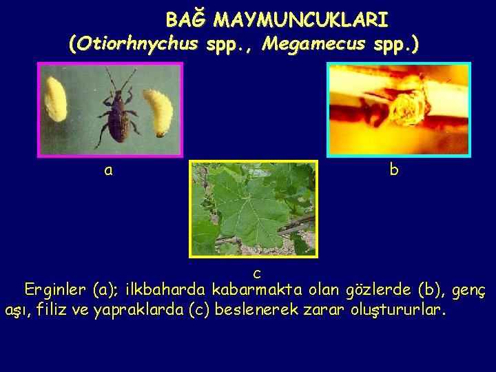 BAĞ MAYMUNCUKLARI (Otiorhnychus spp. , Megamecus spp. ) a b c Erginler (a); ilkbaharda