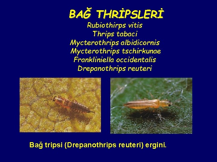 BAĞ THRİPSLERİ Rubiothirps vitis Thrips tabaci Mycterothrips albidicornis Mycterothrips tschirkunae Frankliniella occidentalis Drepanothrips reuteri