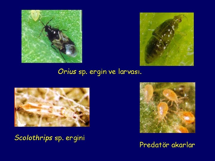 Orius sp. ergin ve larvası. Scolothrips sp. ergini Predatör akarlar 