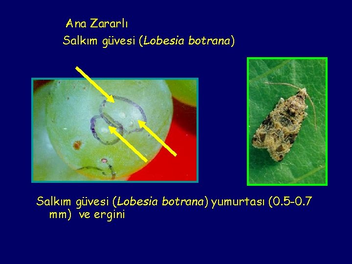 Ana Zararlı Salkım güvesi (Lobesia botrana) yumurtası (0. 5 -0. 7 mm) ve ergini