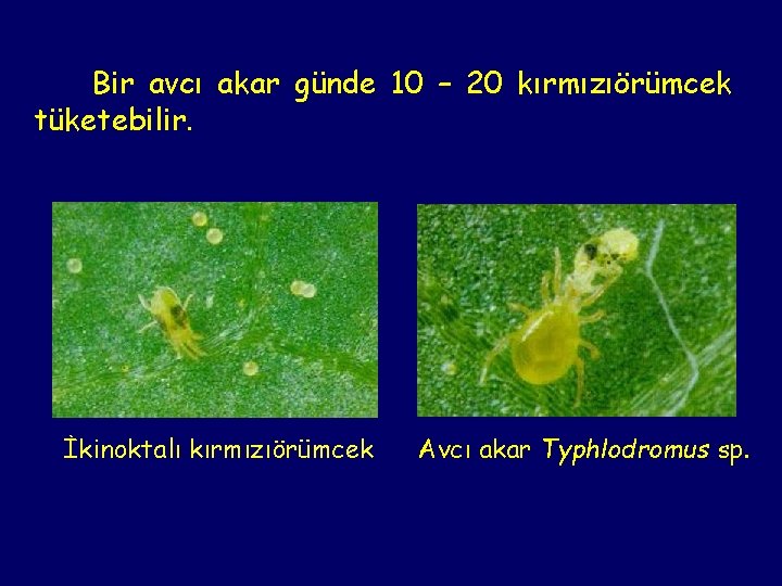 Bir avcı akar günde 10 – 20 kırmızıörümcek tüketebilir. İkinoktalı kırmızıörümcek Avcı akar Typhlodromus