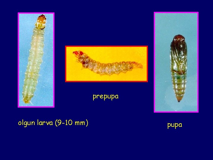 prepupa olgun larva (9 -10 mm) pupa 