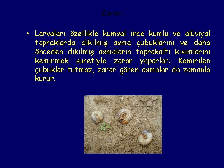 Zararı • Larvaları özellikle kumsal ince kumlu ve alüviyal topraklarda dikilmiş asma çubuklarını ve