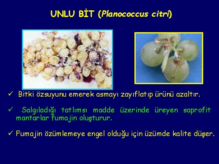 UNLU BİT (Planococcus citri) ü Bitki özsuyunu emerek asmayı zayıflatıp ürünü azaltır. ü Salgıladığı