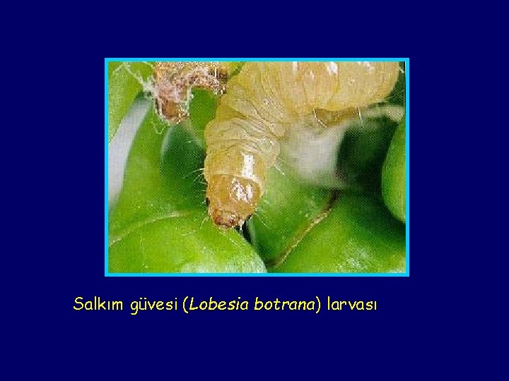 Salkım güvesi (Lobesia botrana) larvası 
