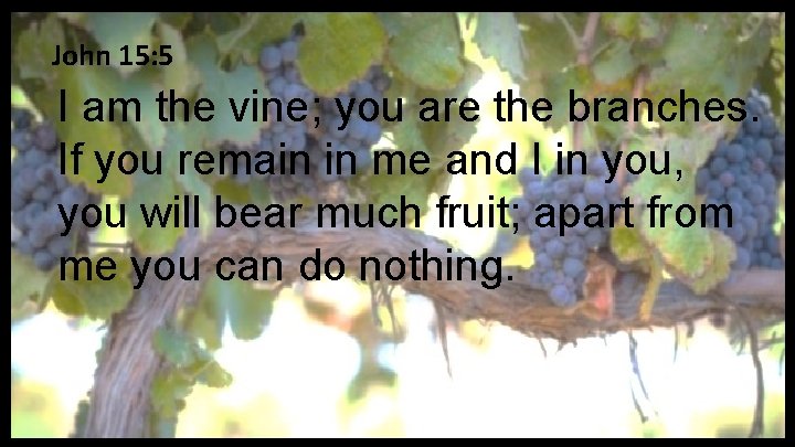 John 15: 5 I am the vine; you are the branches. If you remain