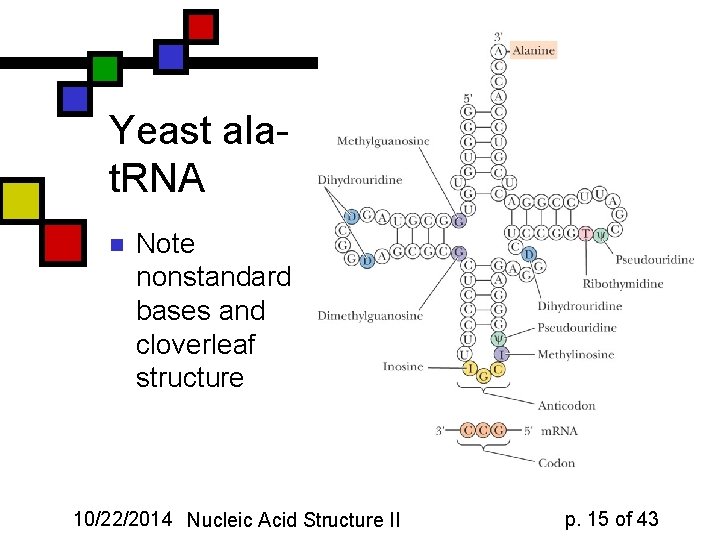 Yeast alat. RNA n Note nonstandard bases and cloverleaf structure 10/22/2014 Nucleic Acid Structure