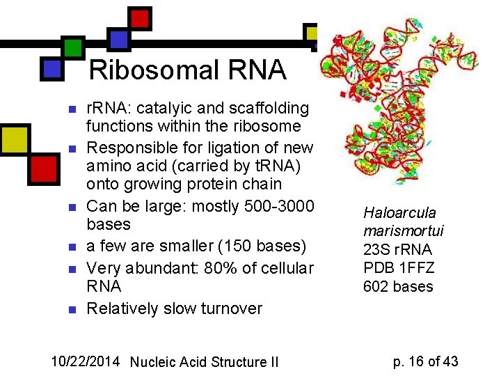 Ribosomal RNA n n n r. RNA: catalyic and scaffolding functions within the ribosome