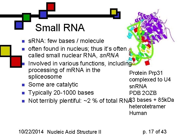 Small RNA n n n s. RNA: few bases / molecule often found in