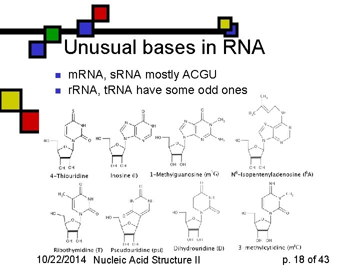 Unusual bases in RNA n n m. RNA, s. RNA mostly ACGU r. RNA,