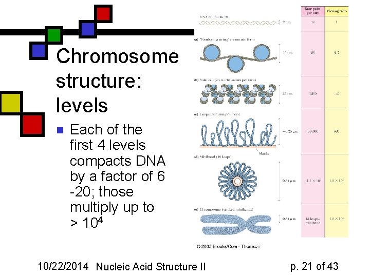 Chromosome structure: levels n Each of the first 4 levels compacts DNA by a