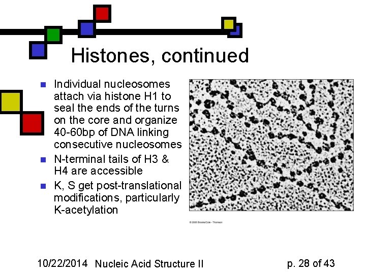 Histones, continued n n n Individual nucleosomes attach via histone H 1 to seal