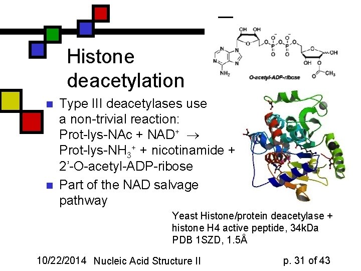 Histone deacetylation n n Type III deacetylases use a non-trivial reaction: Prot-lys-NAc + NAD+