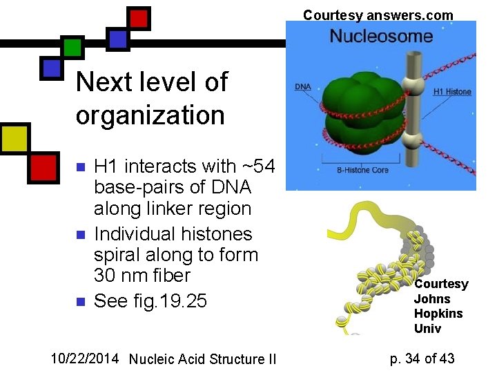 Courtesy answers. com Next level of organization n H 1 interacts with ~54 base-pairs
