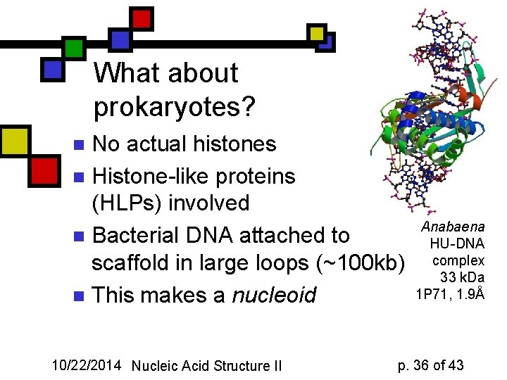 What about prokaryotes? No actual histones n Histone-like proteins (HLPs) involved n Bacterial DNA