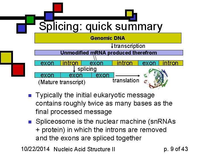 Splicing: quick summary Genomic DNA transcription Unmodified m. RNA produced therefrom exon intron splicing