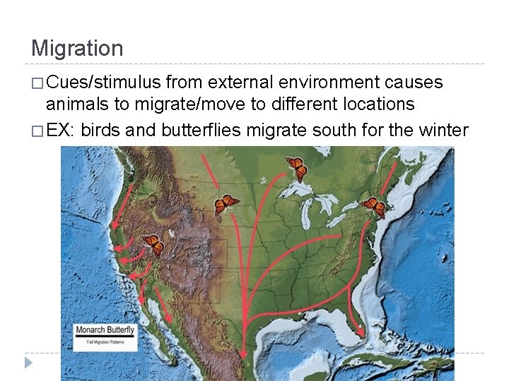 Migration � Cues/stimulus from external environment causes animals to migrate/move to different locations �