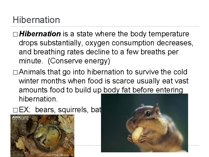Hibernation � Hibernation is a state where the body temperature drops substantially, oxygen consumption