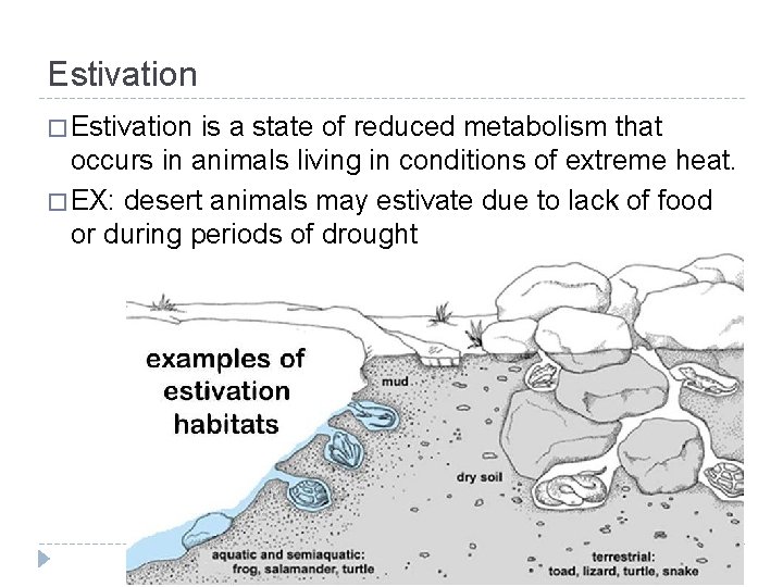 Estivation � Estivation is a state of reduced metabolism that occurs in animals living
